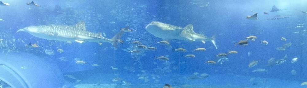 柏市手をつなぐ育成会