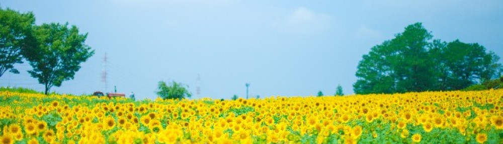 柏市手をつなぐ育成会