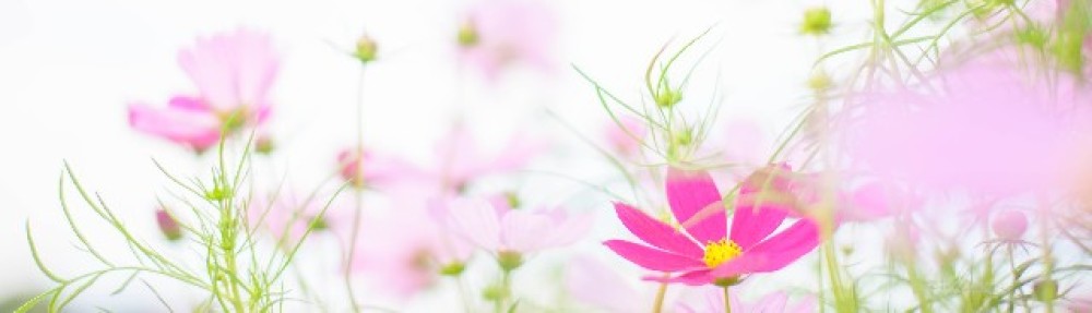 柏市手をつなぐ育成会